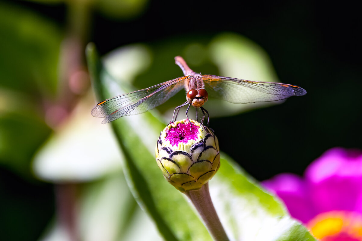 Весна - Виктор Орехов Весна - Виктор Орехов