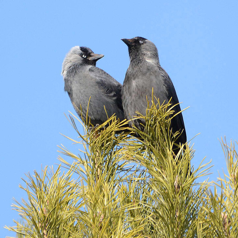 Весна. Любовь. - Михаил Белоусов