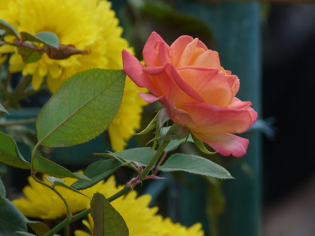 Глория  Дей - Валентин Семчишин