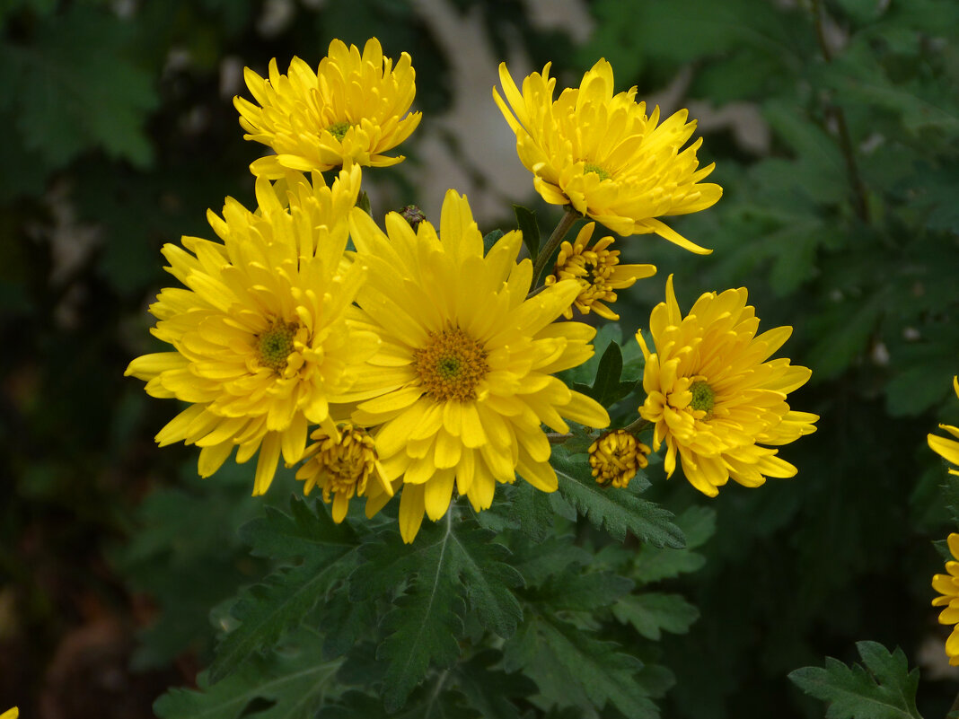 Жёлтые хризантемы - Валентин Семчишин Жёлтые хризантемы - Валентин Семчишин