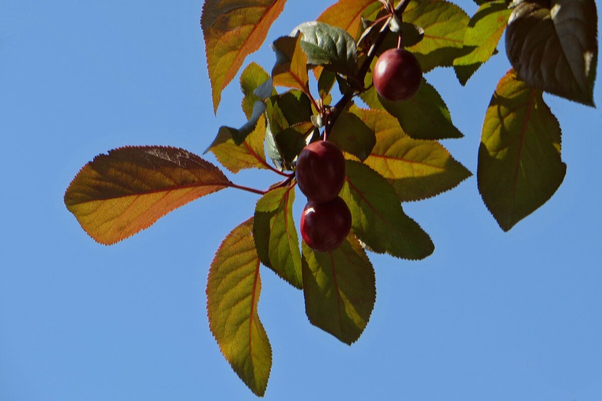 Краснеют плоды декоративной сливы, но созревают они в середине лета - Татьяна Смоляниченко Краснеют плоды декоративной сливы, но созревают они в середине лета - Татьяна Смоляниченко