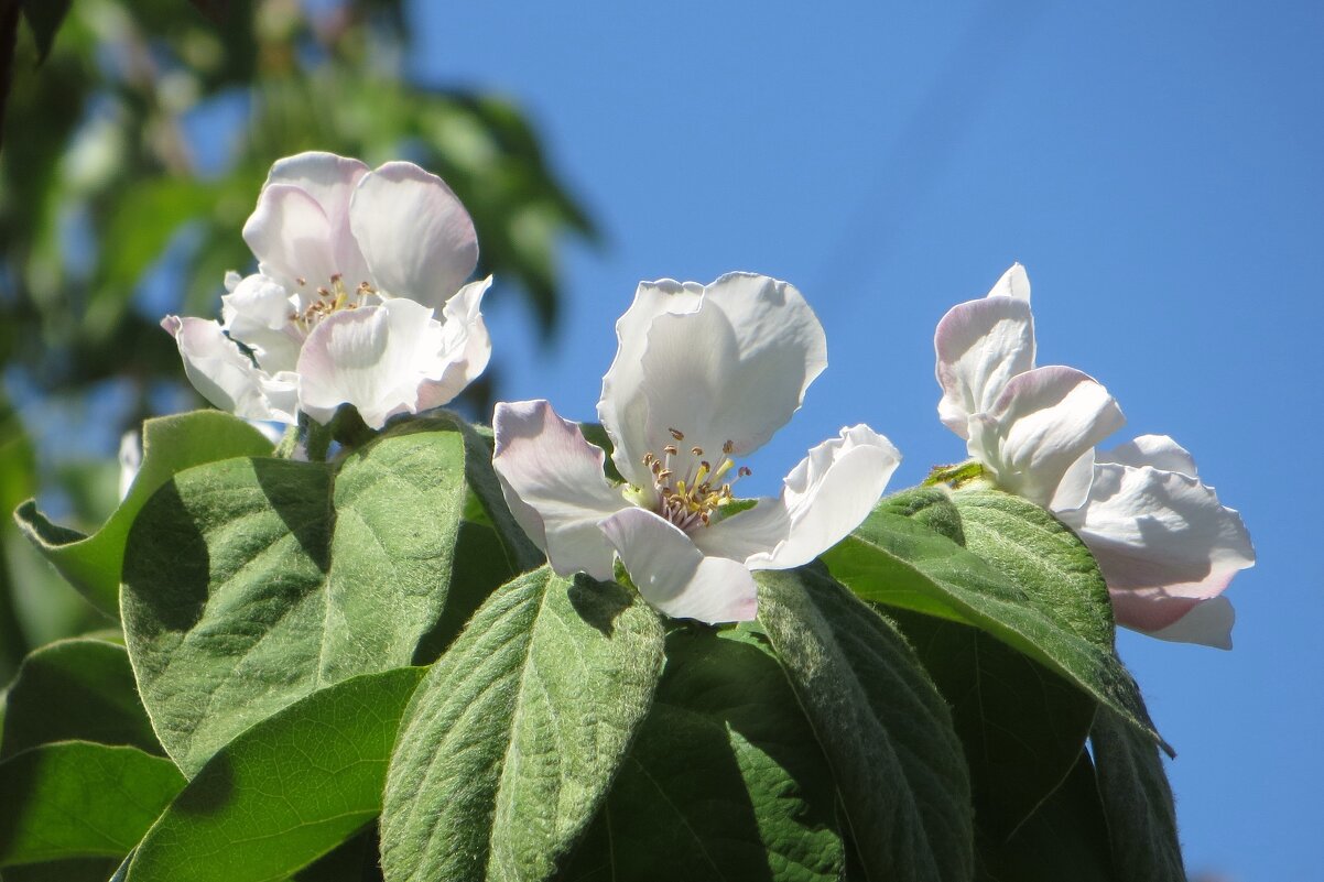 Цветёт айва обыкновенная - Татьяна Смоляниченко Цветёт айва обыкновенная - Татьяна Смоляниченко