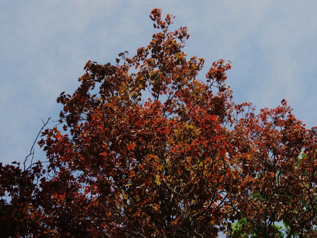 май - Елена Шаламова