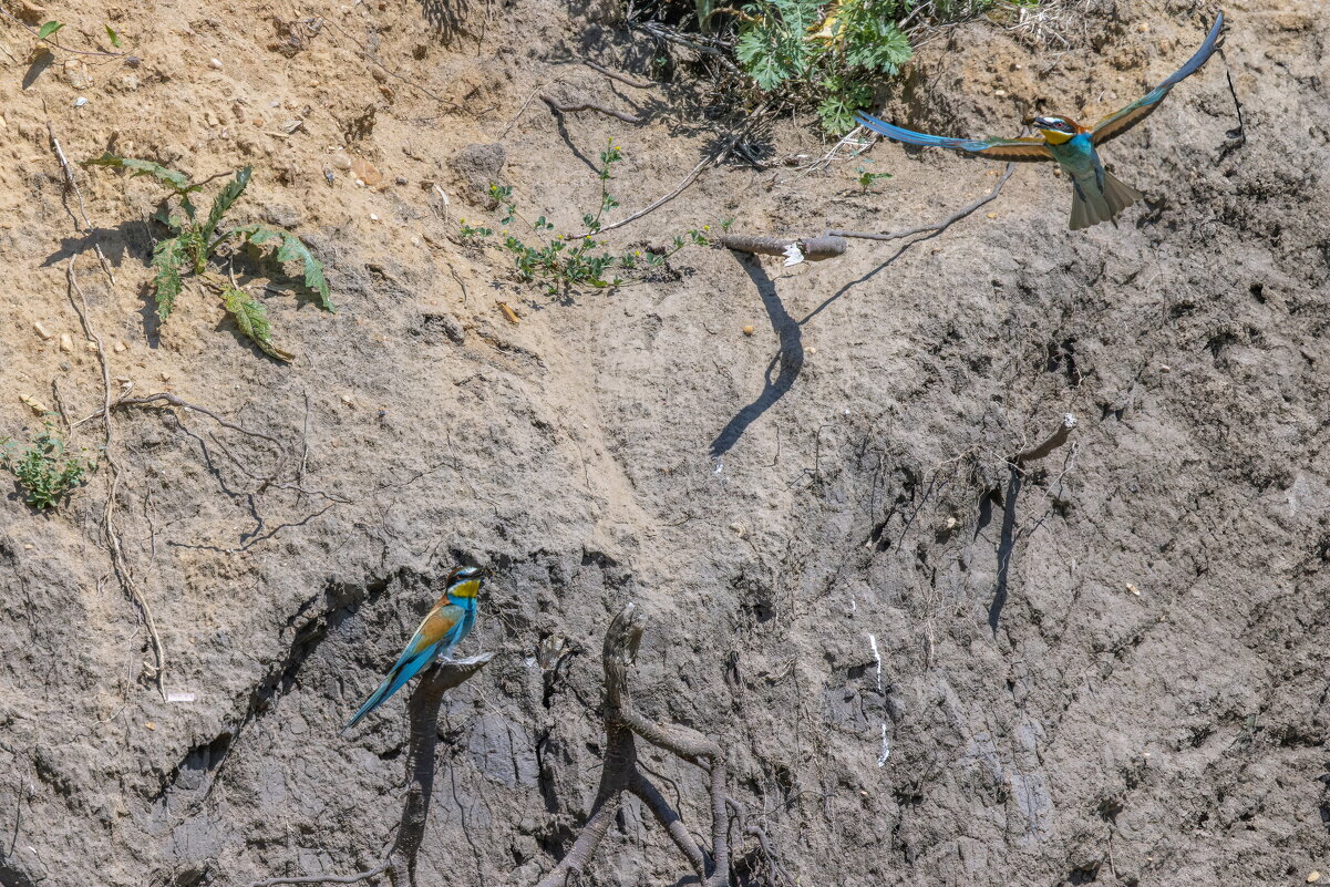 золотистые щурки. - юрий макаров золотистые щурки. - юрий макаров