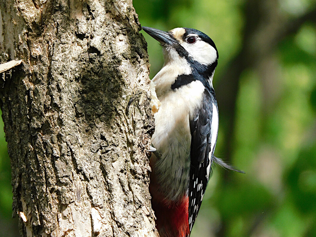 Самка БПД - Лина 