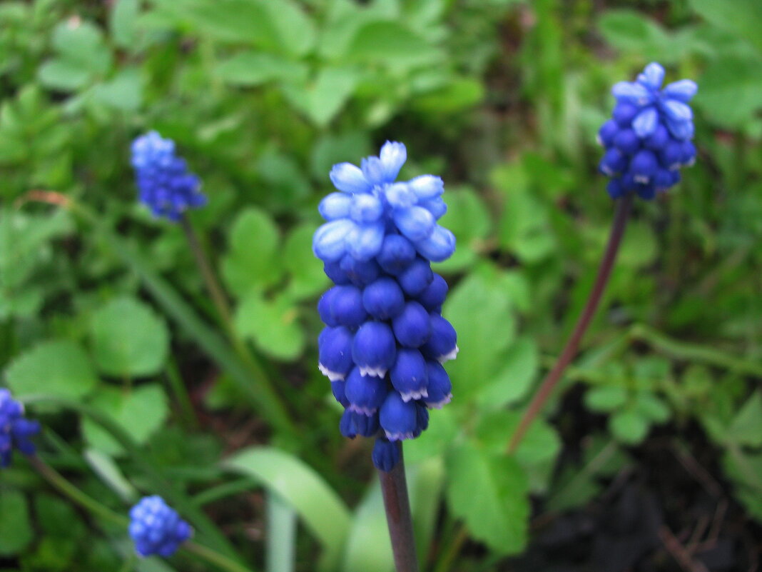 Мускари - Людмила Смородинская Мускари - Людмила Смородинская