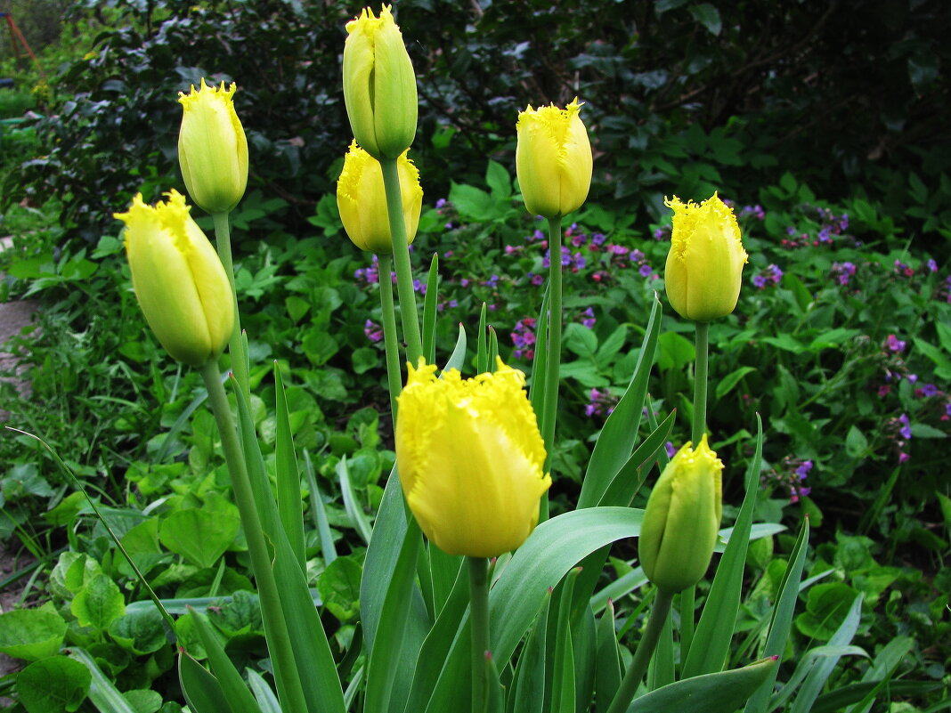 Красота в саду - Людмила Смородинская