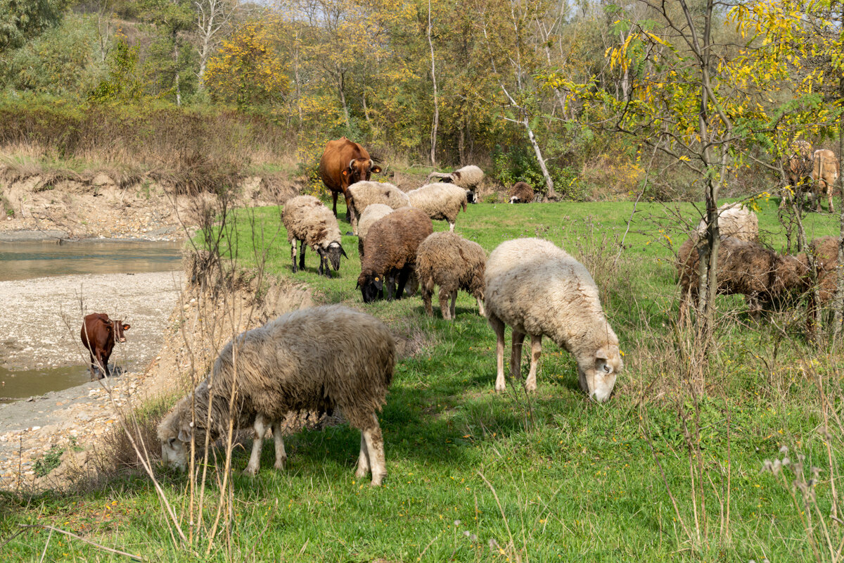 Овцы - Игорь Сикорский