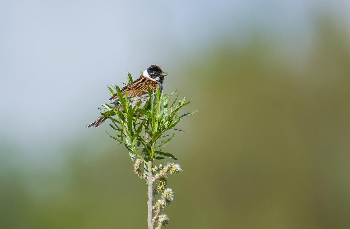 Тростниковая овсянка. - Sergey (Apg) Тростниковая овсянка. - Sergey (Apg)