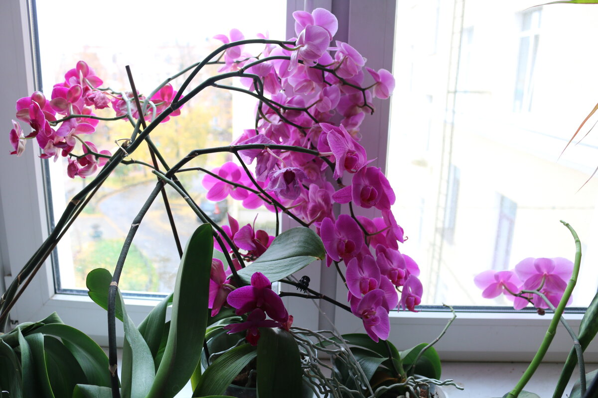 Вечная весна - Ольга Вечная весна - Ольга