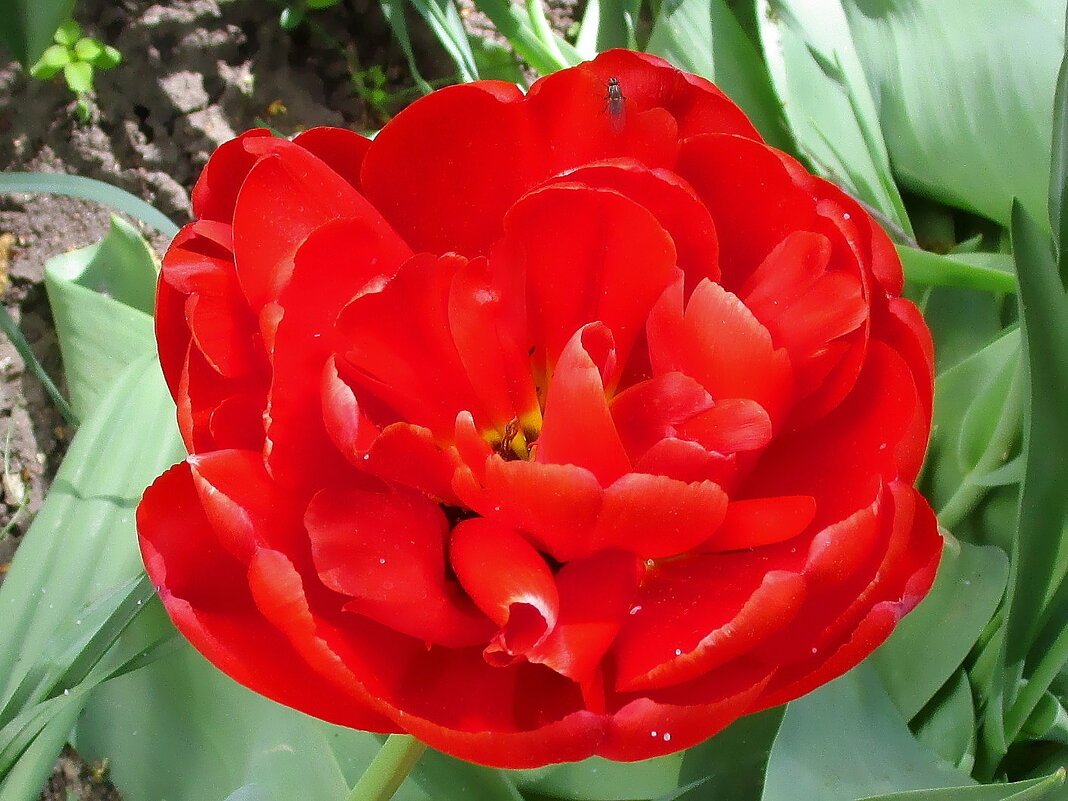 Тюльпаны сегодня пришлись ко двору. - Ольга Довженко