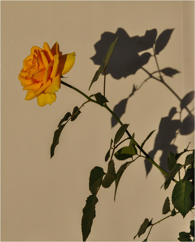 Моя роза на закате - Татьяна Машошина