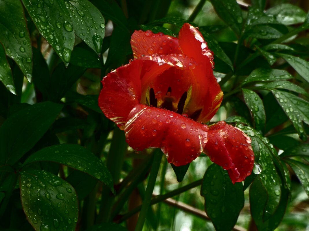 ПОСЛЕ ГРОЗЫ-1 - Елена Куприянова 