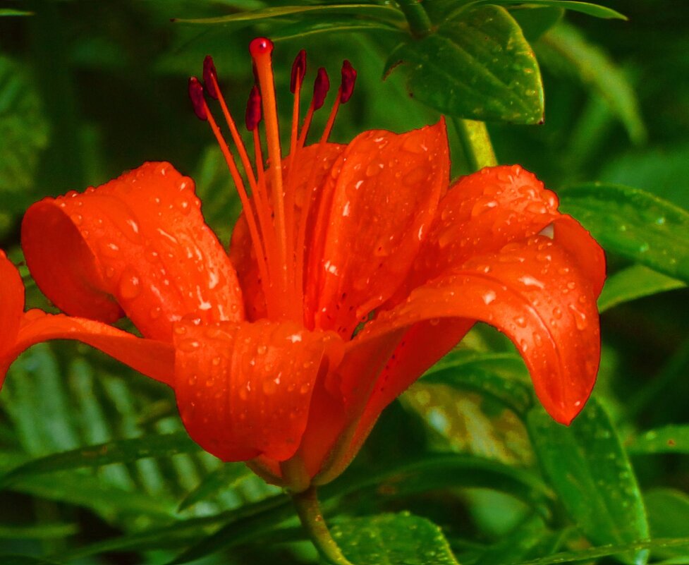 ПОСЛЕ ГРОЗЫ -4 - Елена Куприянова 