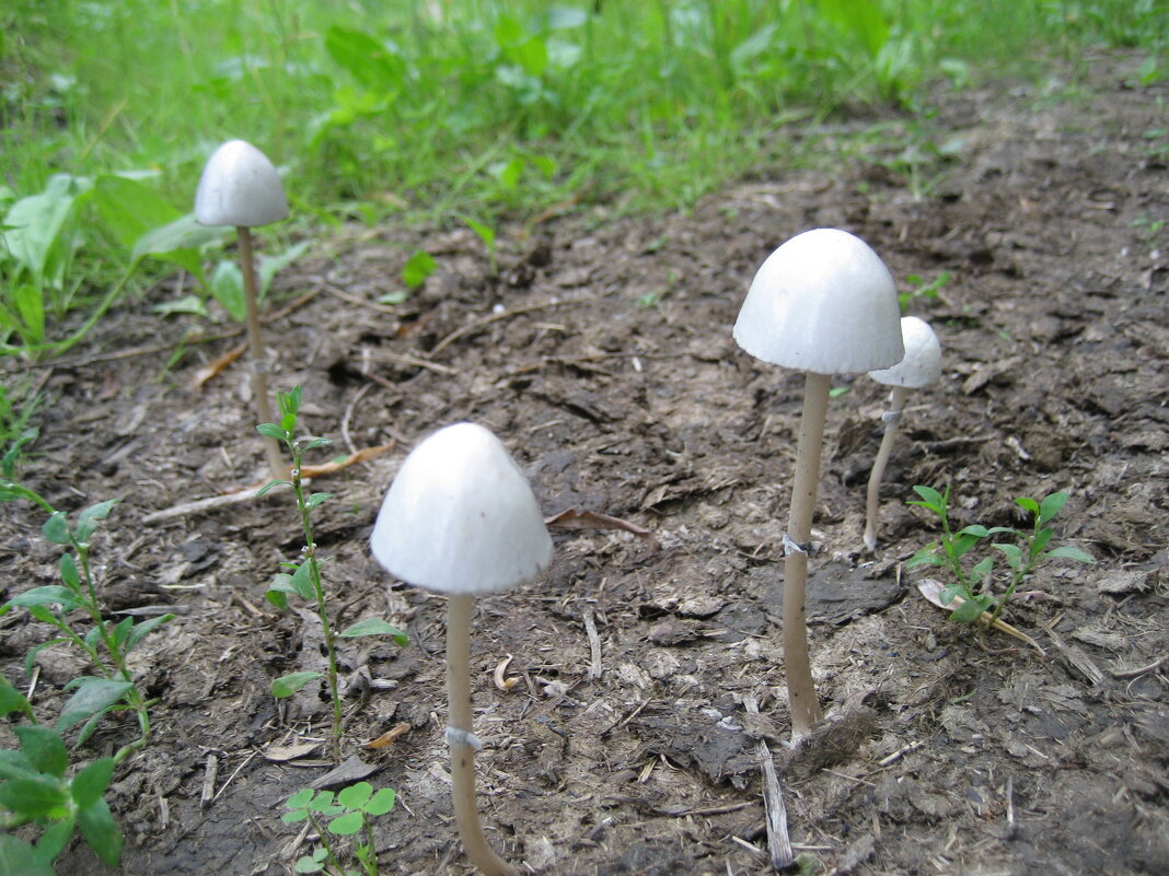 Грибочки ) - Anna Ivanova