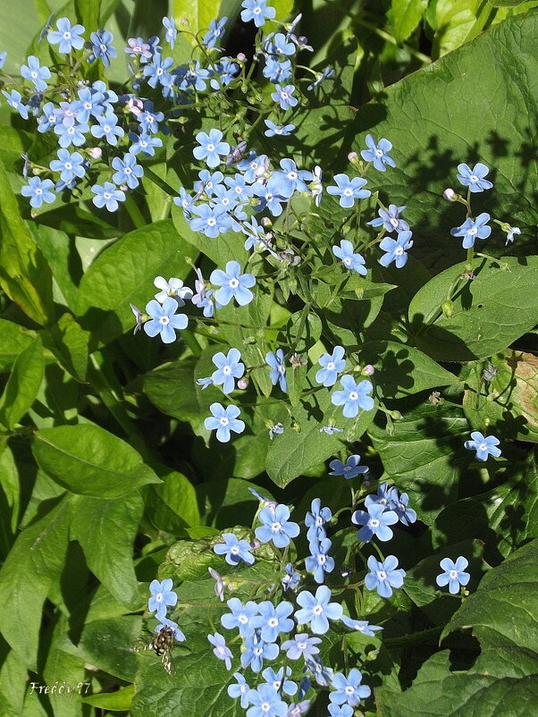 Незабудок глазки голубые из травы доверчиво глядят… - Freddy 97 Незабудок глазки голубые из травы доверчиво глядят… - Freddy 97