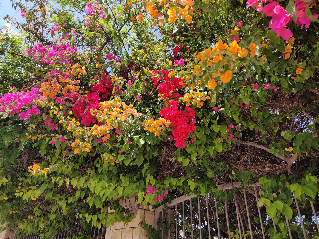 По дороге домой из парка. - Светлана Хращевская По дороге домой из парка. - Светлана Хращевская