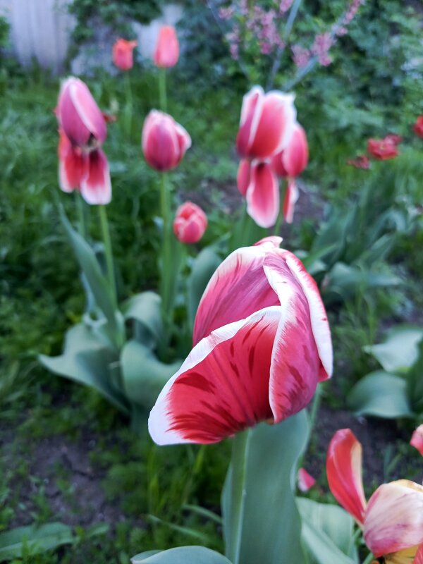 Тюльпаны - Татьяна Пальчикова