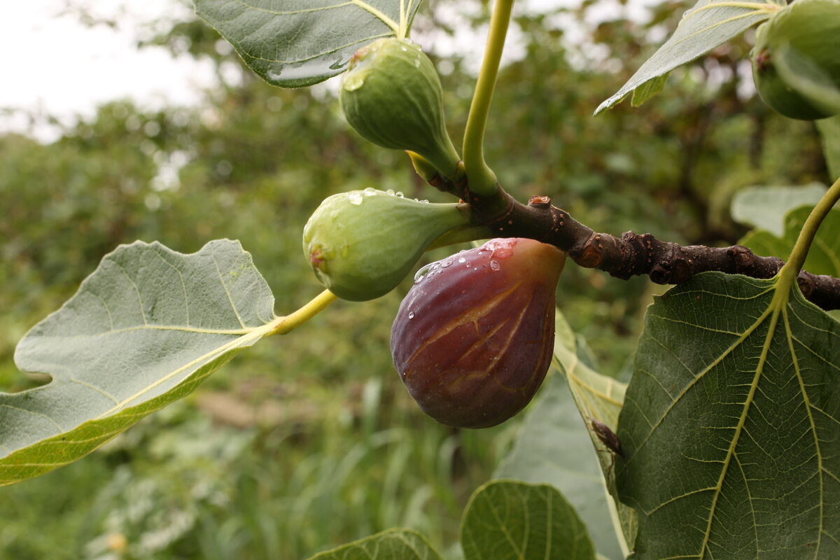 Инжир - Валерий 