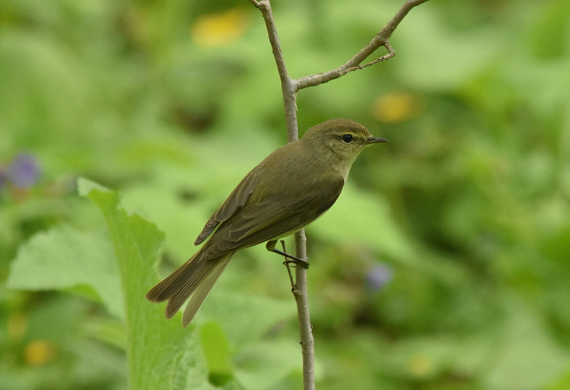 Пеночка теньковка. - Алексей .