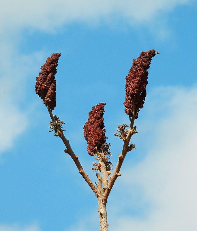 *** - Леонид leo