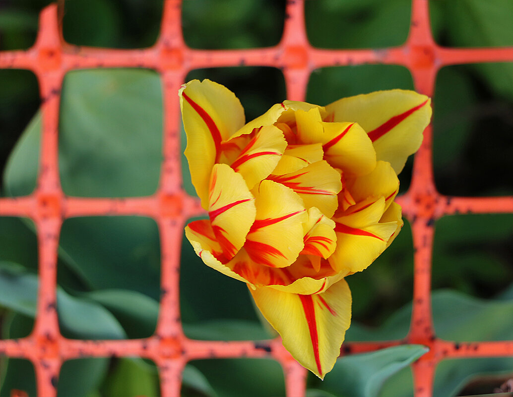 Сижу за решёткой в темнице сырой... - Светлана Сижу за решёткой в темнице сырой... - Светлана