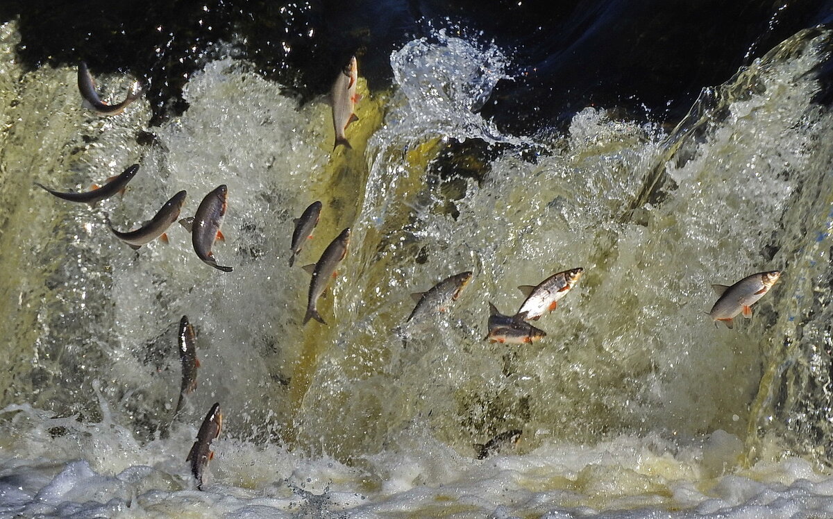 вимба идет на нерест - ИННА ПОРОХОВА вимба идет на нерест - ИННА ПОРОХОВА