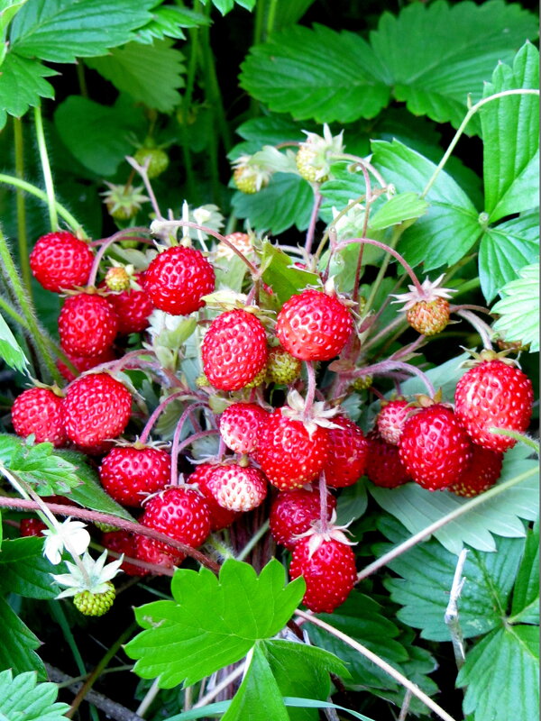 Земляничка - Валерий Земляничка - Валерий