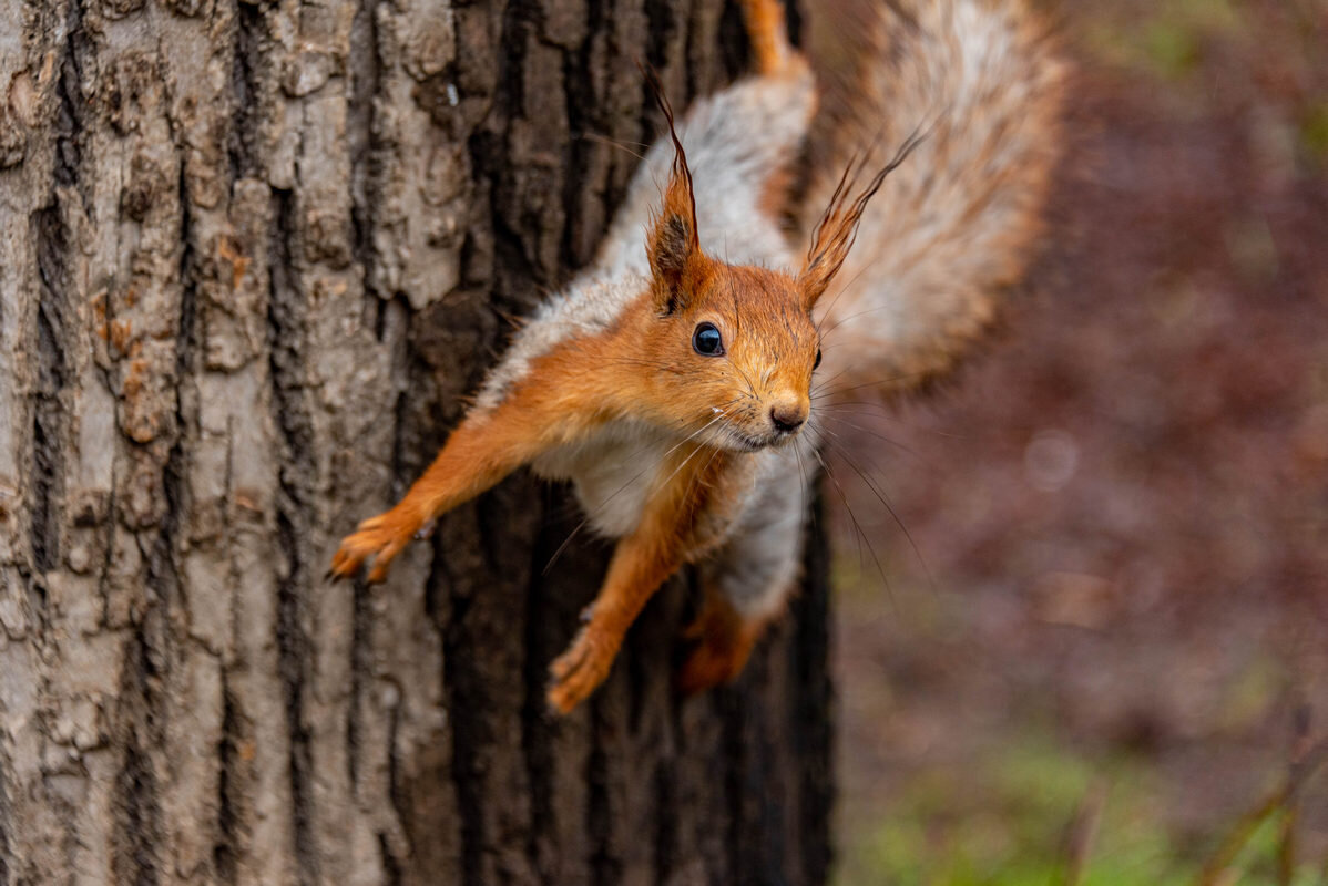 орехи принес? - Дмитрий Лупандин орехи принес? - Дмитрий Лупандин