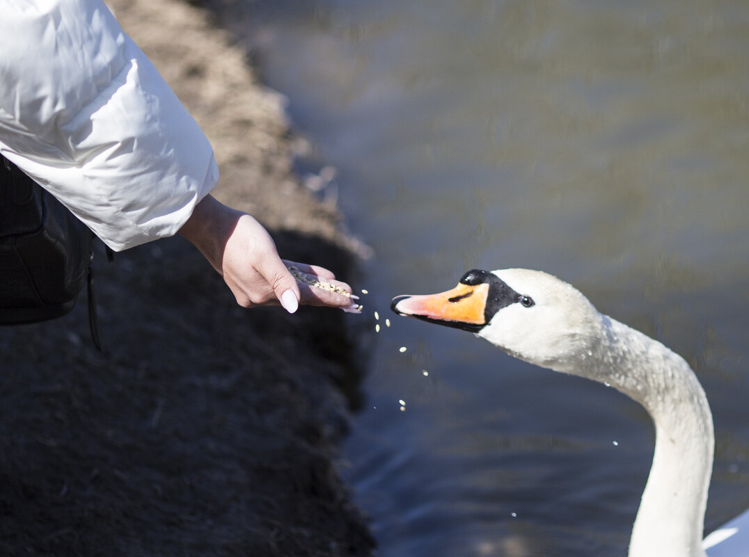 "Не оскудеет рука дающего" - Светлана Тихонина