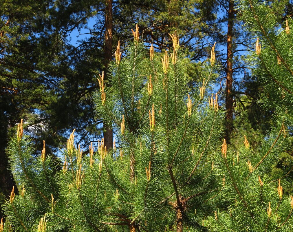 Украшения сосны - Андрей Снегерёв