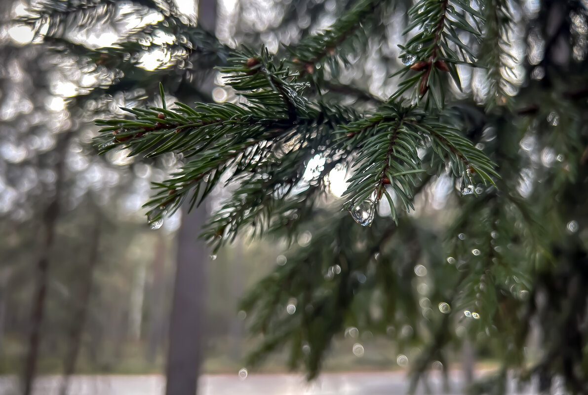 После дождя - Дмитрий Иванов