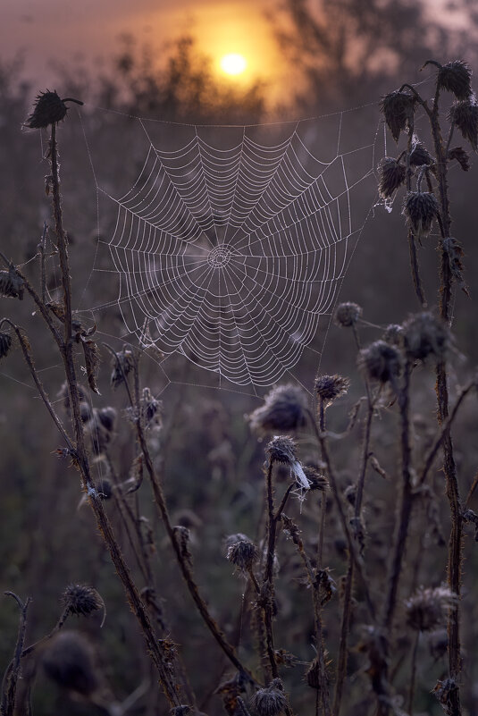 ПАУТИНА - Natalie Bolotenkova ПАУТИНА - Natalie Bolotenkova