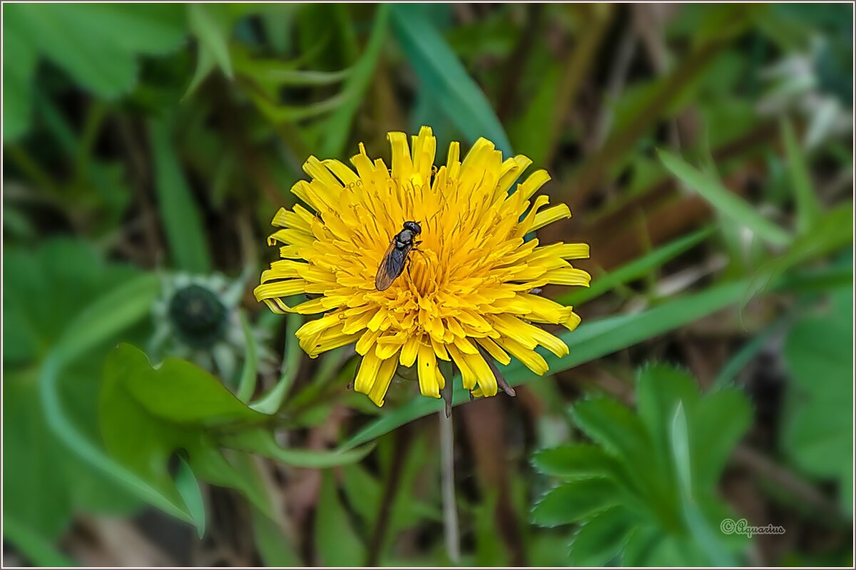Hо откладывать жизнь никак нельзя... - Aquarius - Сергей Hо откладывать жизнь никак нельзя... - Aquarius - Сергей