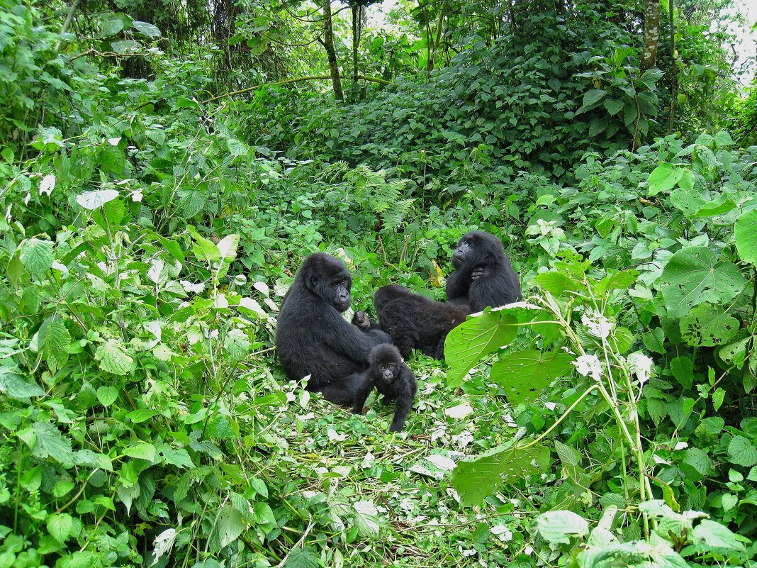 Африканские горные гориллы. - unix (Илья Утропов)