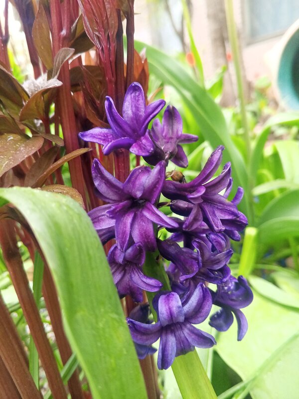 Гиацинт - Сапсан 