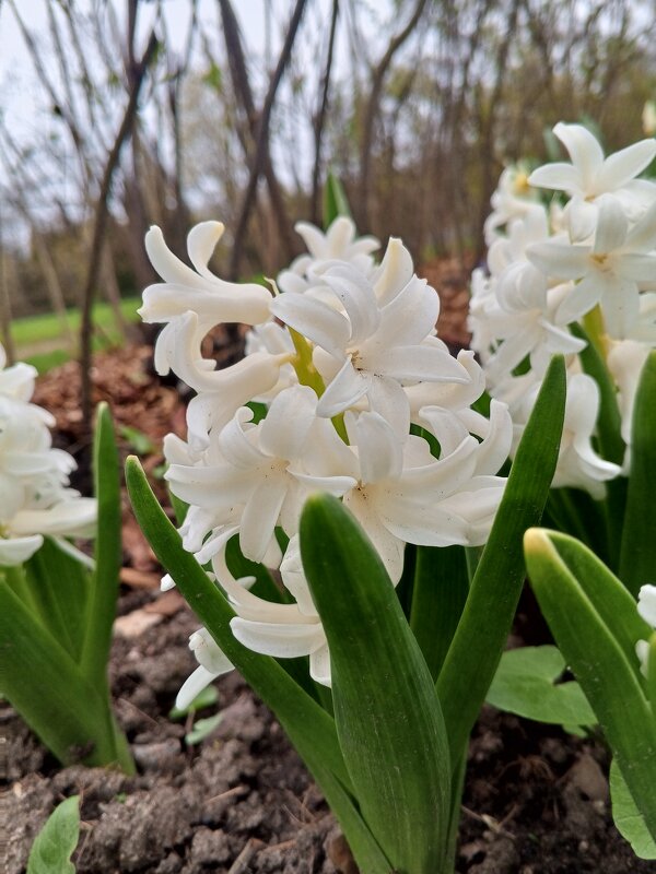 Гиацинт - Сапсан 