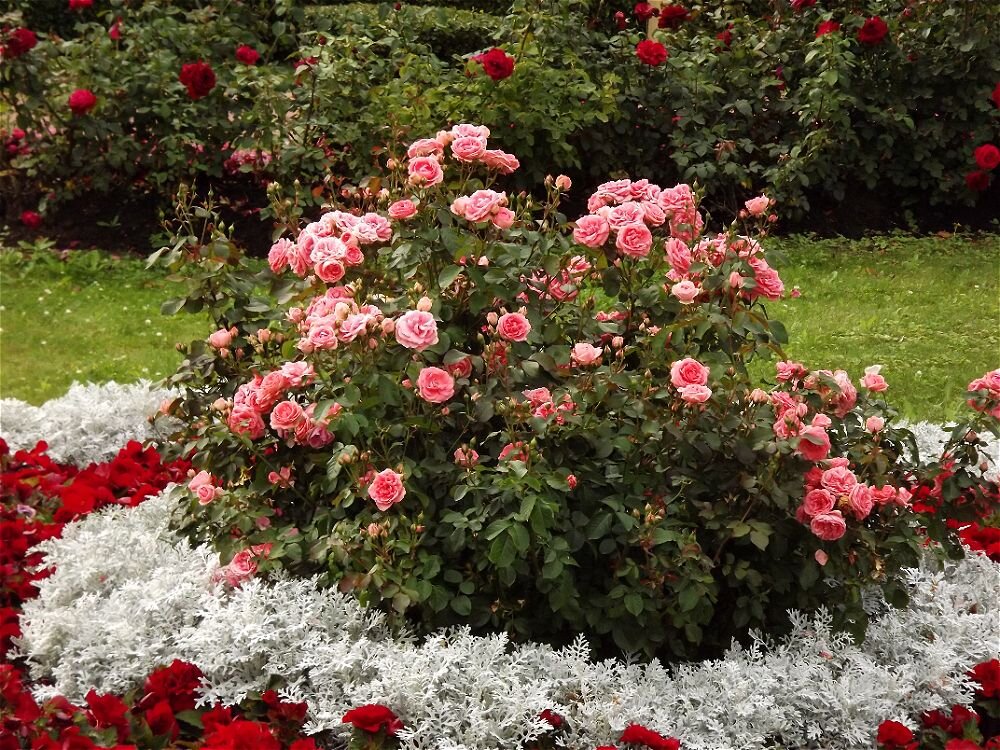 Расцвели на клумбе розовые розы ,льётся дивный сладкий аромат! - Нина Андронова Расцвели на клумбе розовые розы ,льётся дивный сладкий аромат! - Нина Андронова