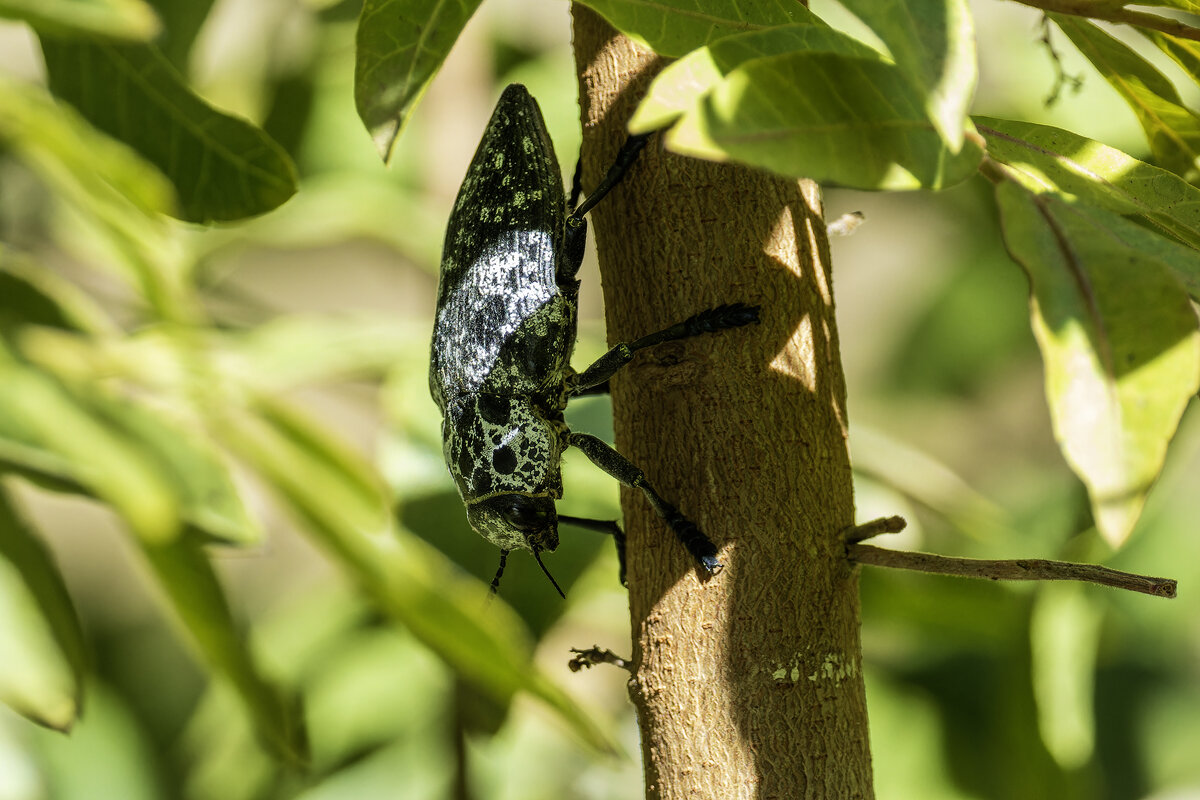 Златка чёрная. - Alexander Amromin