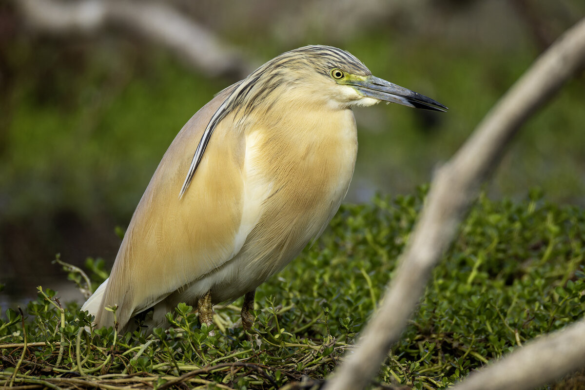 Жёлтая цапля. - Alexander Amromin