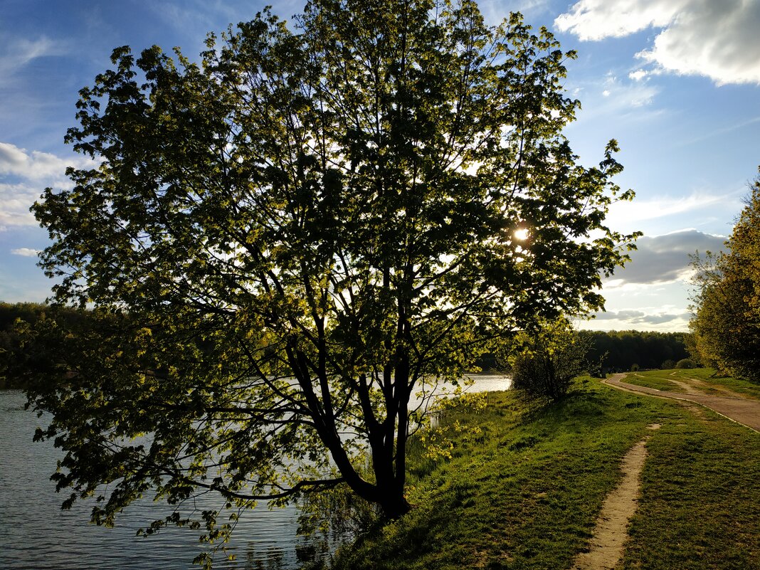 Дерево там такое - Андрей Лукьянов Дерево там такое - Андрей Лукьянов