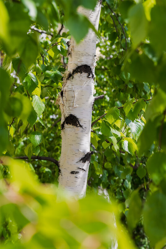 берёзка - Michel 