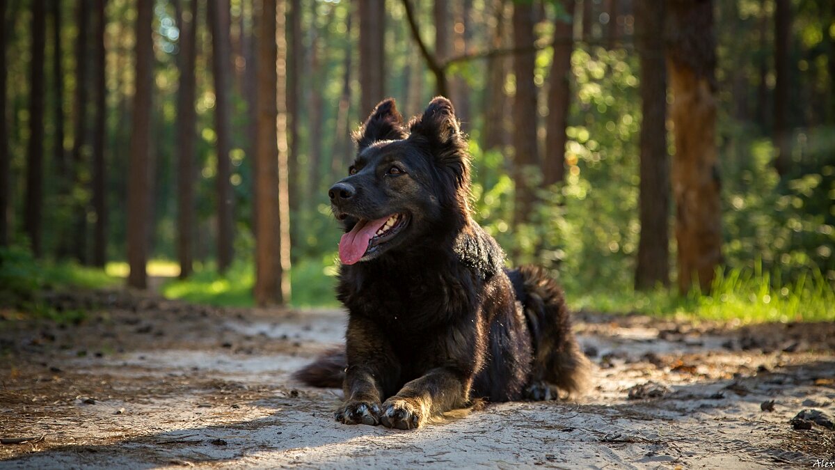 3808 - Alex . 3808 - Alex .