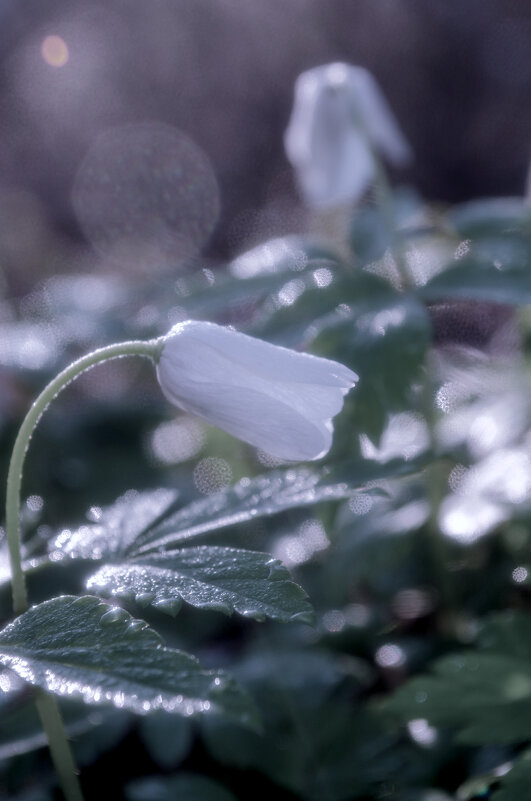 Пробуждение - Lyubov Busova