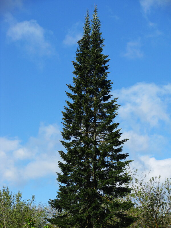 Пихта - Людмила Смородинская Пихта - Людмила Смородинская