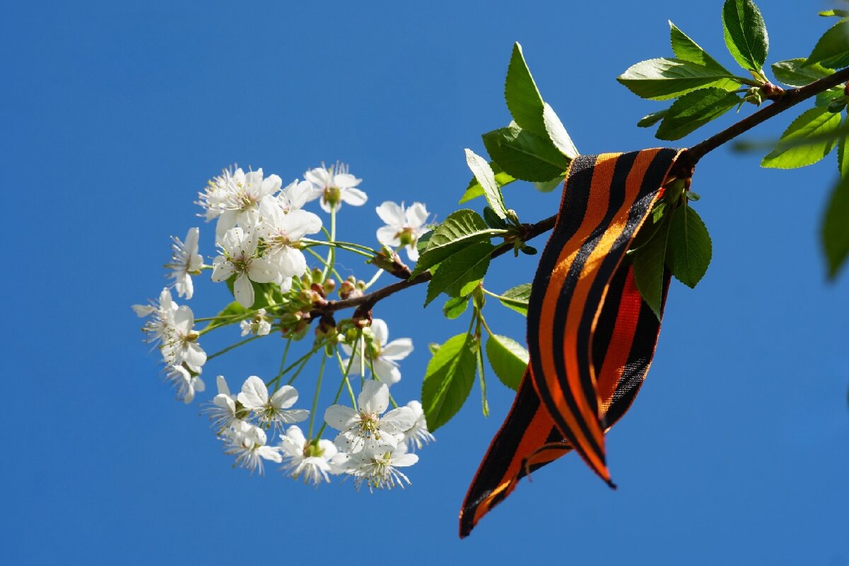 Георгиевская лента - александр 