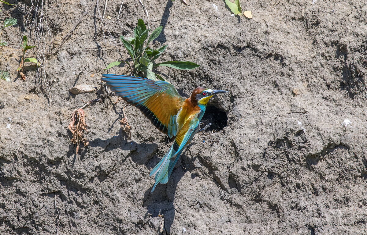 золотистые щурки - юрий макаров