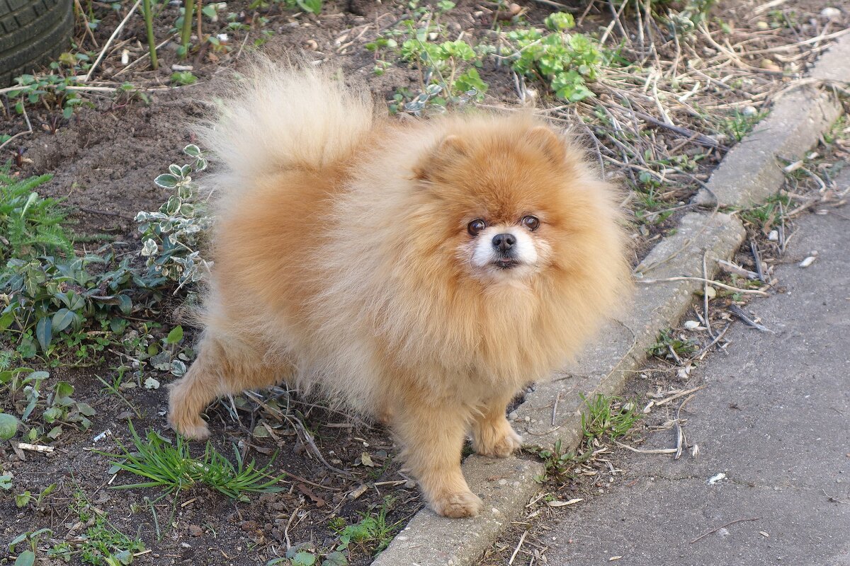 Братья наши меньшие... - Рита Симонова Братья наши меньшие... - Рита Симонова