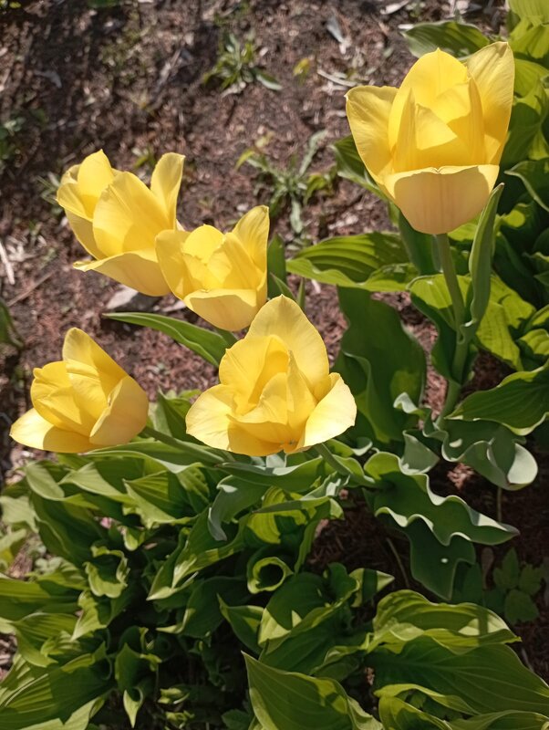 Желтые тюльпаны - Елена Семигина