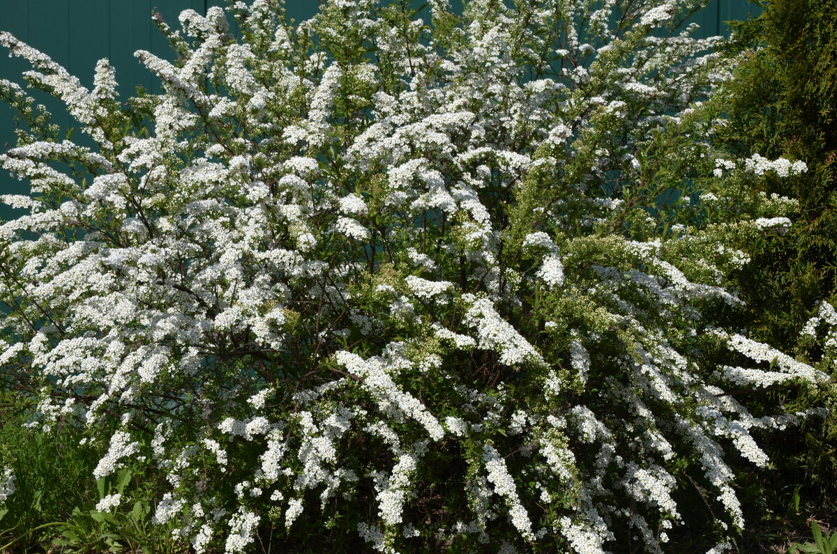 Московская область. г. Пушкино. Осетровая ферма. - Наташа *****